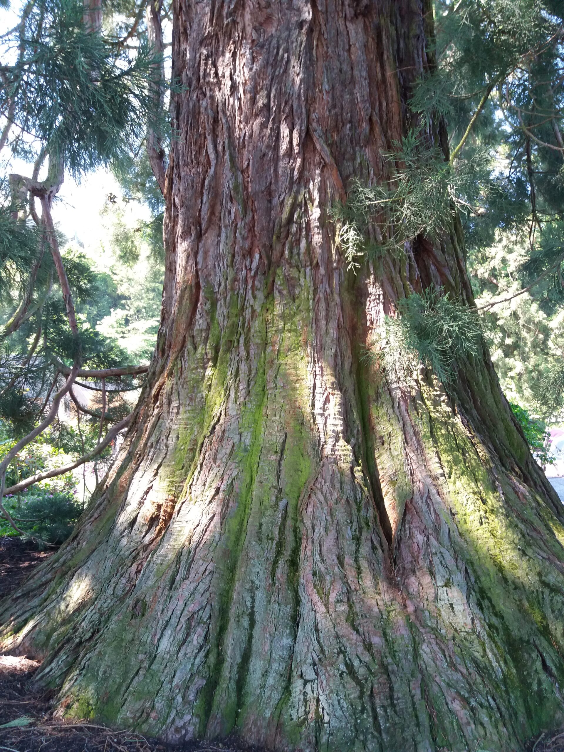 Alt werden wie ein Baum, Stürme überstehen, gesund bleiben und mit dem Herzen sehen.
